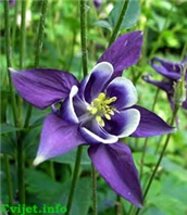 Cvijet Pakujac – Aquilegia caerulea